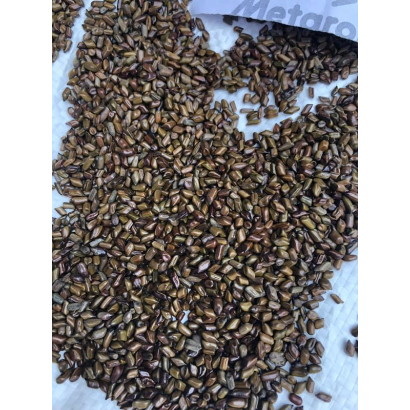 500GR Hạt Muồng | Thảo Quyết Minh | Quyết Minh Tử | Dùng Pha Trà Giúp Cải Thiện Thị Lực, An Thần Ngủ Ngon