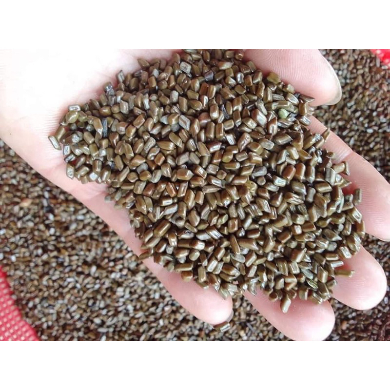 500GR Hạt Muồng | Thảo Quyết Minh | Quyết Minh Tử | Dùng Pha Trà Giúp Cải Thiện Thị Lực, An Thần Ngủ Ngon