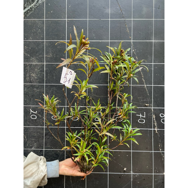cây mị nương rù rì thủy sinh , bán cạn , biotop 35-60cm ( khách nhắn ...