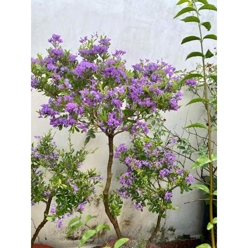 Linh sam hoa tím, cây bonsai, rễ quái, phôi linh sam (giao cây ngẫu ...