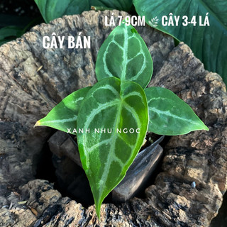 Chậu nhựa Anthurium Crystallinum Silver (form Ecuador - x self) - Decor văn phòng - |Vườn Như Ngọc| - ĐÃ BẬT HOẢ TỐC