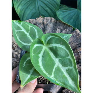 Chậu nhựa Anthurium Crystallinum Silver (form Ecuador - x self) - Decor văn phòng - |Vườn Như Ngọc| - ĐÃ BẬT HOẢ TỐC