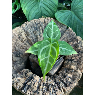 Chậu nhựa Anthurium Crystallinum Silver (form Ecuador - x self) - Decor văn phòng - |Vườn Như Ngọc| - ĐÃ BẬT HOẢ TỐC