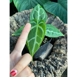 Chậu nhựa Anthurium Crystallinum Silver (form Ecuador - x self) - Decor văn phòng - |Vườn Như Ngọc| - ĐÃ BẬT HOẢ TỐC