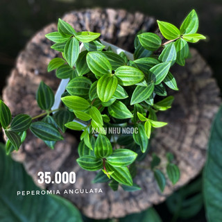Chậu treo Bình An - Peperomia Angulata - Decor văn phòng, dễ chăm sóc - |Vườn Như Ngọc| - Đã cập nhật Đã bật HOẢ TỐC