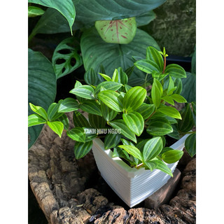 Chậu treo Bình An - Peperomia Angulata - Decor văn phòng, dễ chăm sóc - |Vườn Như Ngọc| - Đã cập nhật Đã bật HOẢ TỐC