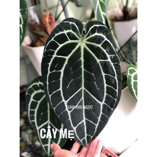 Chậu nhựa Anthurium Crystallinum Silver (form Ecuador - x self) - Decor văn phòng - |Vườn Như Ngọc| - ĐÃ BẬT HOẢ TỐC