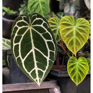 Chậu nhựa Anthurium Crystallinum Silver (form Ecuador - x self) - Decor văn phòng - |Vườn Như Ngọc| - ĐÃ BẬT HOẢ TỐC