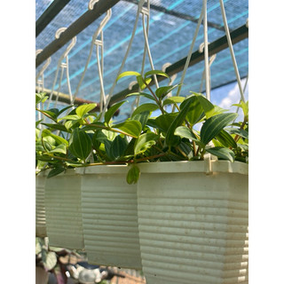 Chậu treo Bình An - Peperomia Angulata - Decor văn phòng, dễ chăm sóc - |Vườn Như Ngọc| - Đã cập nhật Đã bật HOẢ TỐC