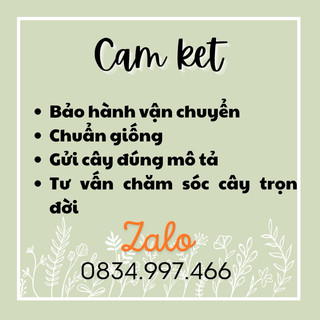 Hột xoàn - Peperomia Puteolata - Decor bàn làm việc, nôị thất, sân vườn xinh xắn - |Vườn Như Ngọc| - Vận chuyển Hoả tốc