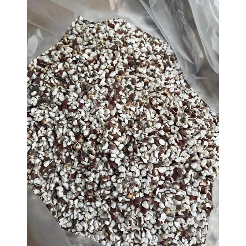 500GR Khiếm Thực ( Khô, Sạch, Đẹp ) Hàng Loại 1