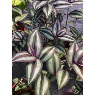 Tradescantia Zebrina - Hồng Trai - Mọc bụi thích hợp trồng chân, decor sân vườn -|Vườn Như Ngọc| - Đã bật hoả tốc