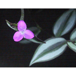 Tradescantia Zebrina - Hồng Trai - Mọc bụi thích hợp trồng chân, decor sân vườn -|Vườn Như Ngọc| - Đã bật hoả tốc