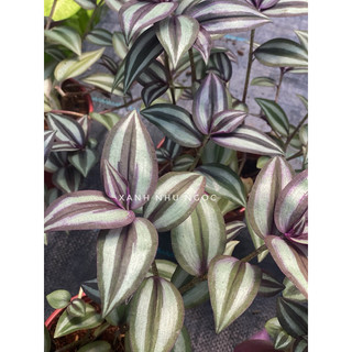 Tradescantia Zebrina - Hồng Trai - Mọc bụi thích hợp trồng chân, decor sân vườn -|Vườn Như Ngọc| - Đã bật hoả tốc