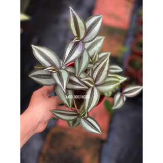 Tradescantia Zebrina - Hồng Trai - Mọc bụi thích hợp trồng chân, decor sân vườn -|Vườn Như Ngọc| - Đã bật hoả tốc