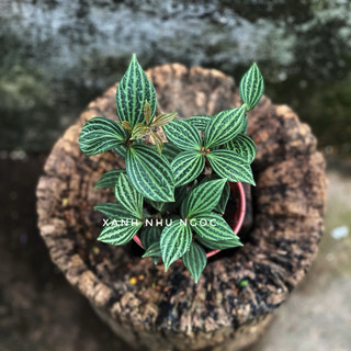 Hột xoàn - Peperomia Puteolata - Decor bàn làm việc, nôị thất, sân vườn xinh xắn - |Vườn Như Ngọc| - Vận chuyển Hoả tốc
