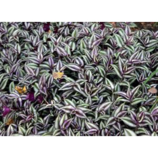 Tradescantia Zebrina - Hồng Trai - Mọc bụi thích hợp trồng chân, decor sân vườn -|Vườn Như Ngọc| - Đã bật hoả tốc