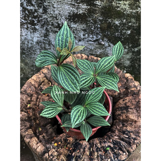 Hột xoàn - Peperomia Puteolata - Decor bàn làm việc, nôị thất, sân vườn xinh xắn - |Vườn Như Ngọc| - Vận chuyển Hoả tốc