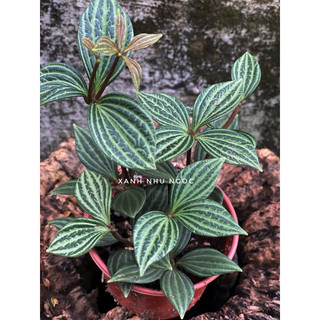Hột xoàn - Peperomia Puteolata - Decor bàn làm việc, nôị thất, sân vườn xinh xắn - |Vườn Như Ngọc| - Vận chuyển Hoả tốc