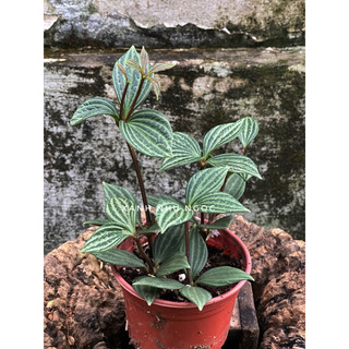Hột xoàn - Peperomia Puteolata - Decor bàn làm việc, nôị thất, sân vườn xinh xắn - |Vườn Như Ngọc| - Vận chuyển Hoả tốc