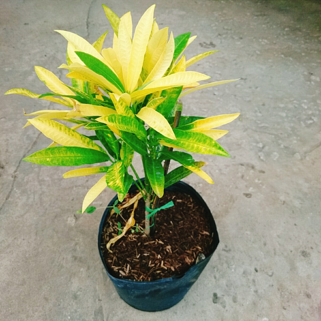Cây Lá Màu Hoàng Kim (Cây Hoàng Kim) - cây cảnh để bàn