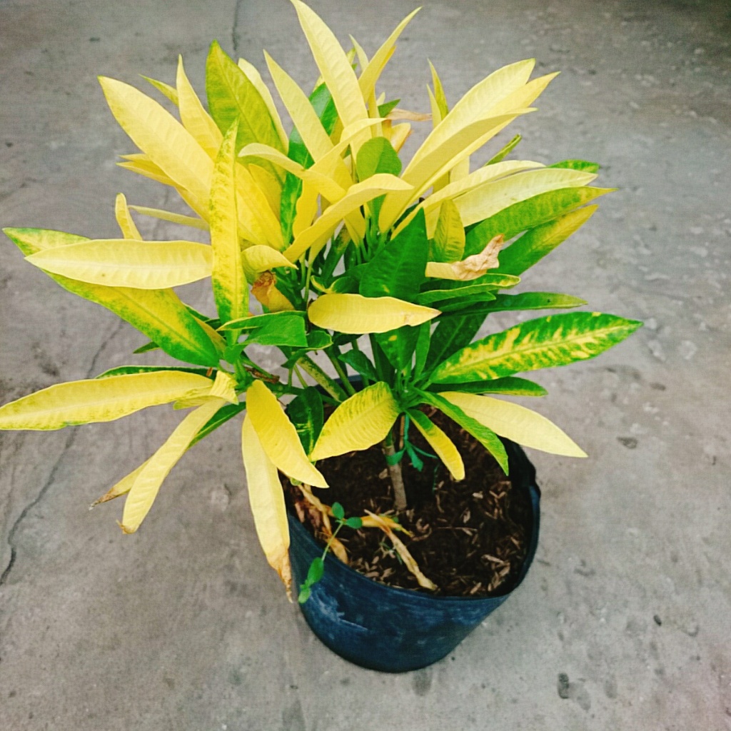 Cây Lá Màu Hoàng Kim (Cây Hoàng Kim) - cây cảnh để bàn