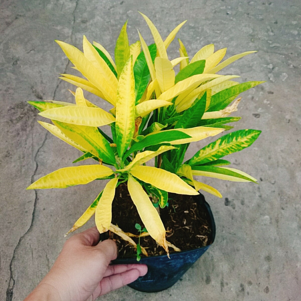 Cây Lá Màu Hoàng Kim (Cây Hoàng Kim) - cây cảnh để bàn