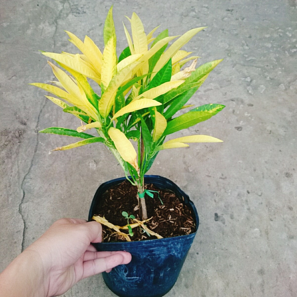 Cây Lá Màu Hoàng Kim (Cây Hoàng Kim) - cây cảnh để bàn