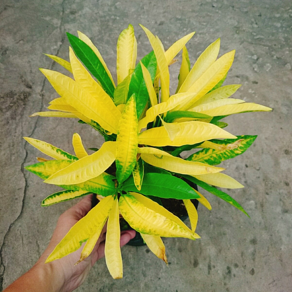 Cây Lá Màu Hoàng Kim (Cây Hoàng Kim) - cây cảnh để bàn