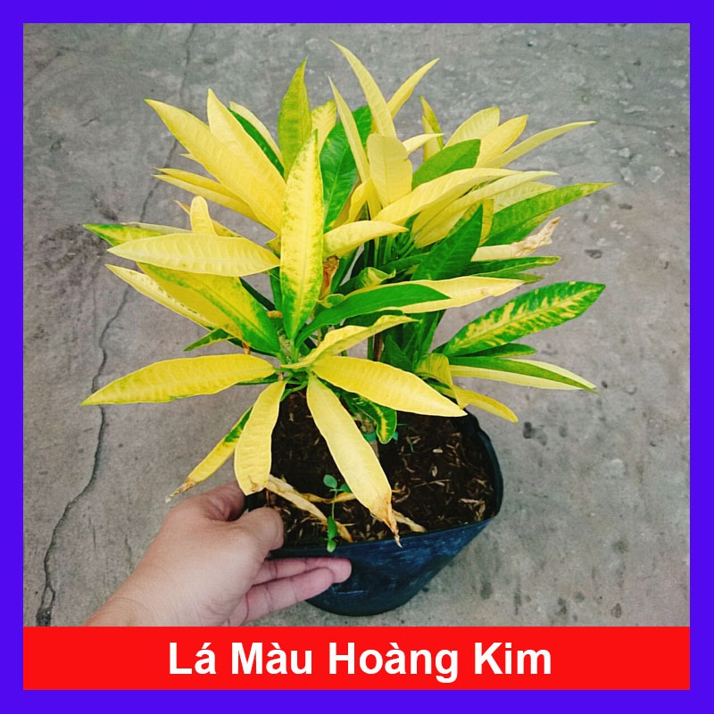 Cây Lá Màu Hoàng Kim (Cây Hoàng Kim) - cây cảnh để bàn