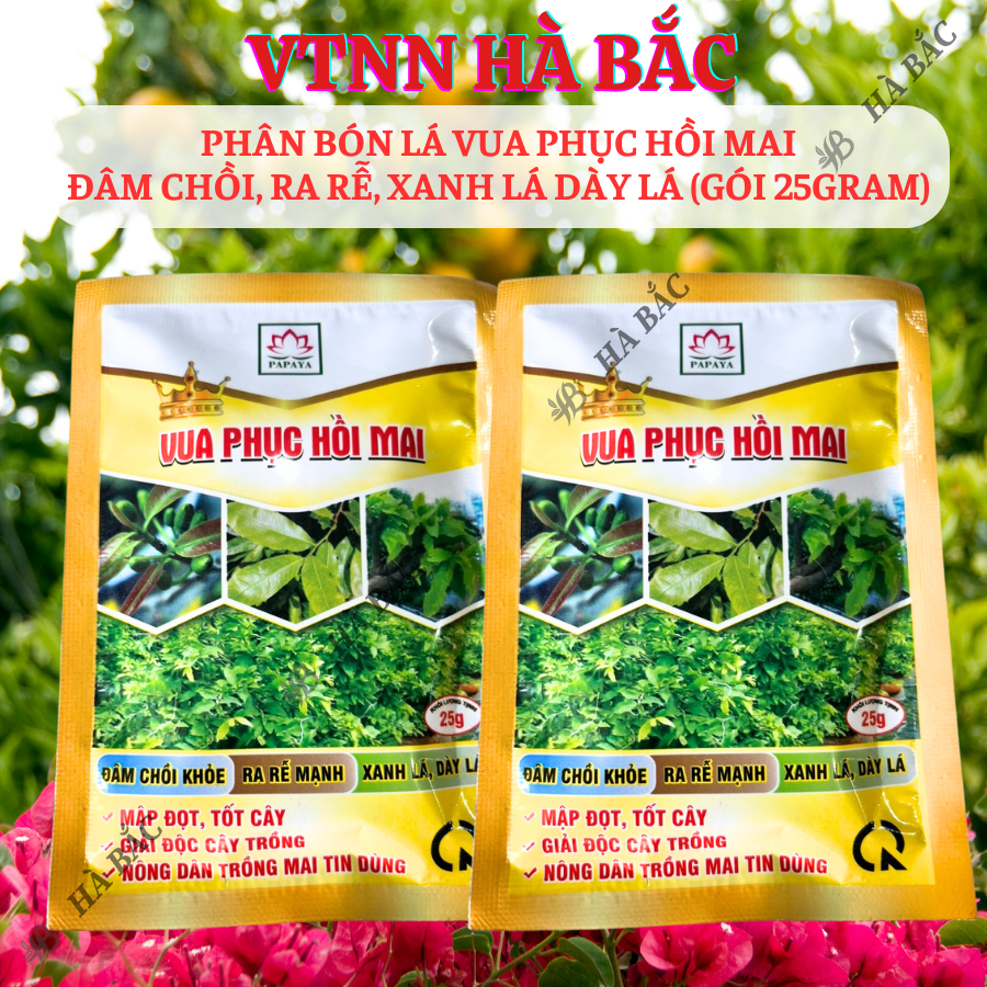 Phân Bón Lá Vua Phục Hồi Mai Đâm Chồi, Ra Rễ, Xanh Lá Dày Lá (Gói 25gram)