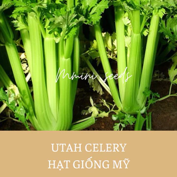 Gói 300 hạt giống cần Tây Utah bẹ to ép nước siêu thơm