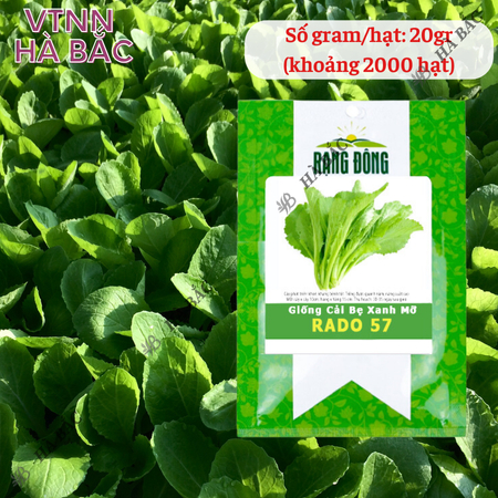 Hạt Giống Cải Bẹ Xanh Mỡ Rado 57 (20g~2000 Hạt) Rạng Đông Chịu Nhiệt Tốt, Nảy Mầm Nhanh, Phát Triển Mạnh