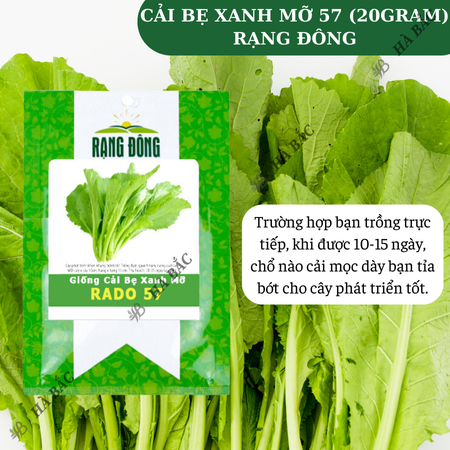 Hạt Giống Cải Bẹ Xanh Mỡ Rado 57 (20g~2000 Hạt) Rạng Đông Chịu Nhiệt Tốt, Nảy Mầm Nhanh, Phát Triển Mạnh