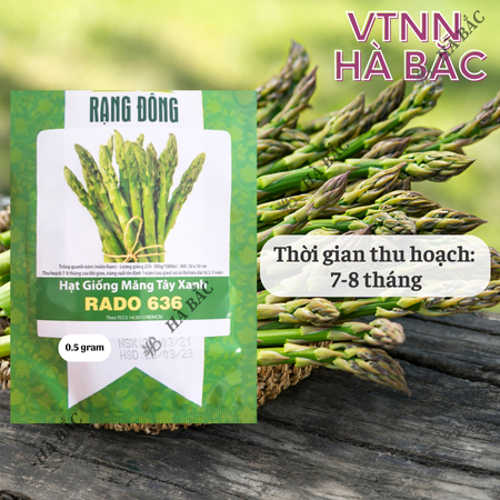 Hạt Giống Măng Tây Xanh Rado 636 (Gói 0,5g~25 Hạt) Rạng Đông, Nảy Mầm Tốt, Sinh Trưởng, Phát Triển Mạnh