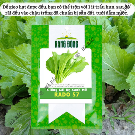 Hạt Giống Cải Bẹ Xanh Mỡ Rado 57 (20g~2000 Hạt) Rạng Đông Chịu Nhiệt Tốt, Nảy Mầm Nhanh, Phát Triển Mạnh