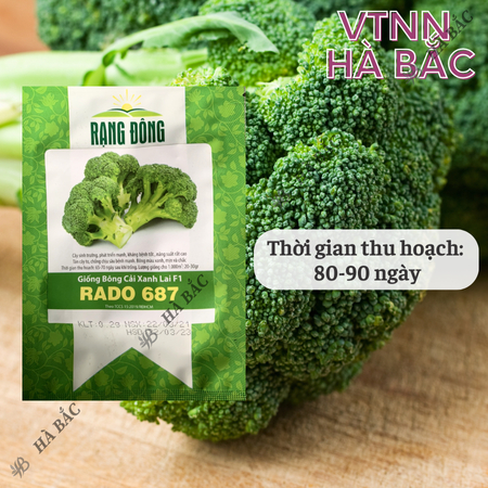 Hạt Giống Bông Cải Xanh RADO 687 (0,2g~75 Hạt) Rạng Đông, Hạt Giống Trồng Quanh Năm, Chịu Nhiệt Tốt - [Súp Lơ Xanh]