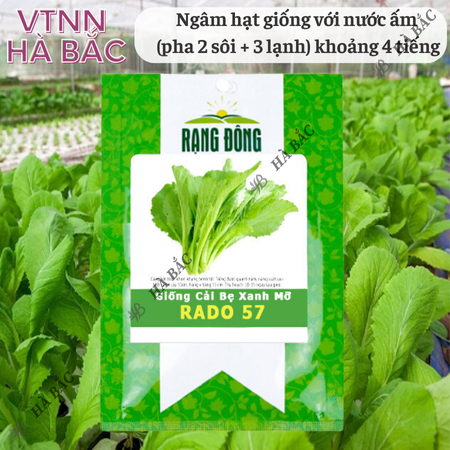 Hạt Giống Cải Bẹ Xanh Mỡ Rado 57 (20g~2000 Hạt) Rạng Đông Chịu Nhiệt Tốt, Nảy Mầm Nhanh, Phát Triển Mạnh