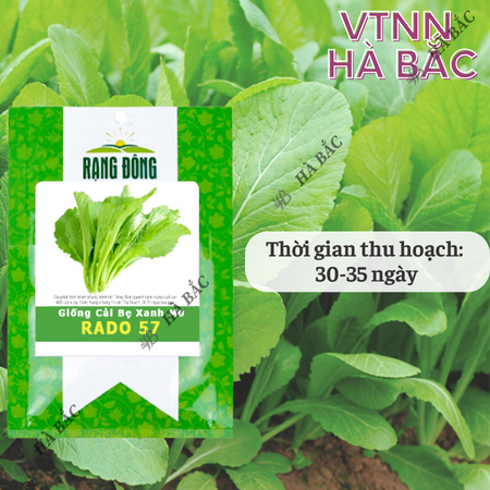 Hạt Giống Cải Bẹ Xanh Mỡ Rado 57 (20g~2000 Hạt) Rạng Đông Chịu Nhiệt Tốt, Nảy Mầm Nhanh, Phát Triển Mạnh