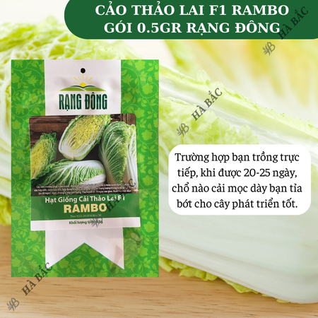 Hạt Giống Cải Thảo Rambo (Gói 0,5g~120 Hạt) Rạng Đông, Bắp Cải To, Trồng Quanh Năm, Ít Sâu Bệnh