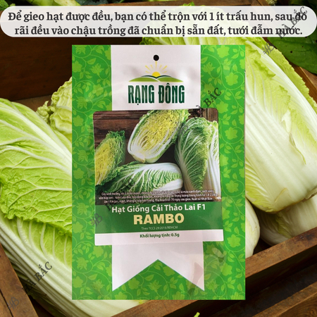 Hạt Giống Cải Thảo Rambo (Gói 0,5g~120 Hạt) Rạng Đông, Bắp Cải To, Trồng Quanh Năm, Ít Sâu Bệnh
