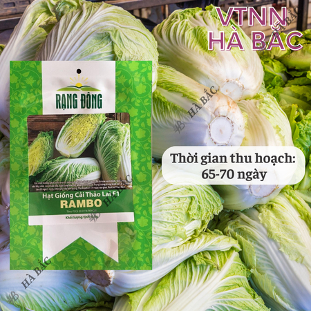 Hạt Giống Cải Thảo Rambo (Gói 0,5g~120 Hạt) Rạng Đông, Bắp Cải To, Trồng Quanh Năm, Ít Sâu Bệnh