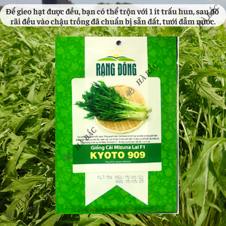 Hạt Giống Cải Mizuna Kyoto 909 (Gói 5g~300 Hạt) Rạng Đông, Trồng Quanh Năm, Giống Cải Thơm, Phát Triển Mạnh