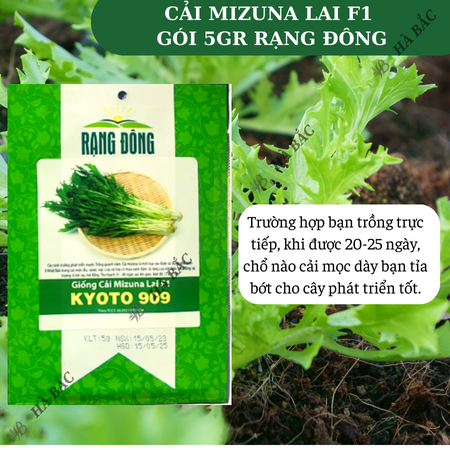 Hạt Giống Cải Mizuna Kyoto 909 (Gói 5g~300 Hạt) Rạng Đông, Trồng Quanh Năm, Giống Cải Thơm, Phát Triển Mạnh