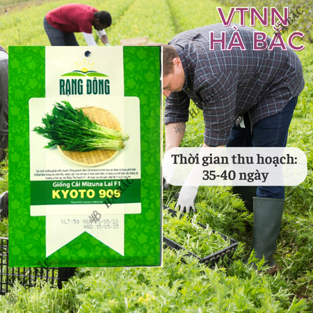 Hạt Giống Cải Mizuna Kyoto 909 (Gói 5g~300 Hạt) Rạng Đông, Trồng Quanh Năm, Giống Cải Thơm, Phát Triển Mạnh