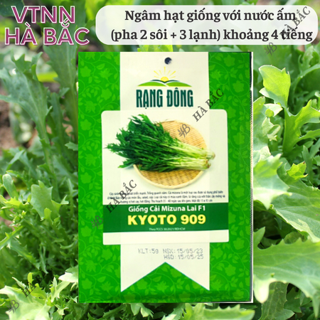 Hạt Giống Cải Mizuna Kyoto 909 (Gói 5g~300 Hạt) Rạng Đông, Trồng Quanh Năm, Giống Cải Thơm, Phát Triển Mạnh