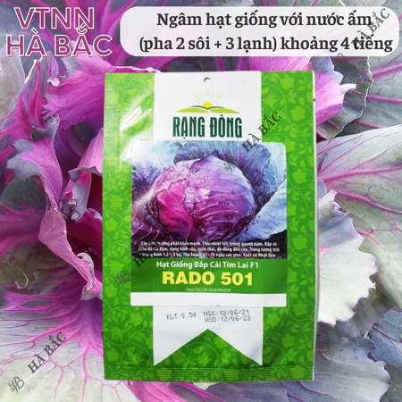 Hạt Giống Bắp Cải Tím Lai F1 RADO 501 (0,5g~150 Hạt) Rạng Đông, Bắp To, Tròn, Giòn Ngọt, Phát Triển Mạnh