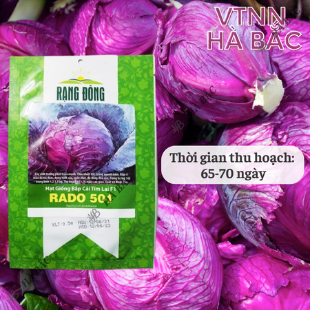 Hạt Giống Bắp Cải Tím Lai F1 RADO 501 (0,5g~150 Hạt) Rạng Đông, Bắp To, Tròn, Giòn Ngọt, Phát Triển Mạnh