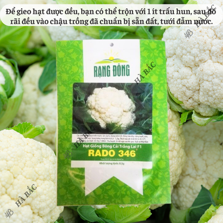 Hạt Giống Bông Cải Trắng Lai F1 RADO 346 (Gói 0,5g~250 Hạt) Rạng Đông, Sinh Trưởng Tốt, Ít Sâu Bệnh – [Súp Lơ Trắng]