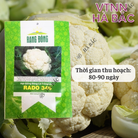 Hạt Giống Bông Cải Trắng Lai F1 RADO 346 (Gói 0,5g~250 Hạt) Rạng Đông, Sinh Trưởng Tốt, Ít Sâu Bệnh – [Súp Lơ Trắng]